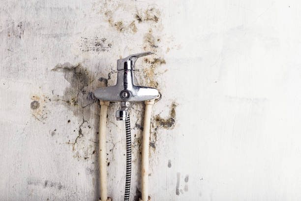 Best Professional Mold Removal  in Crouch Mesa, NM