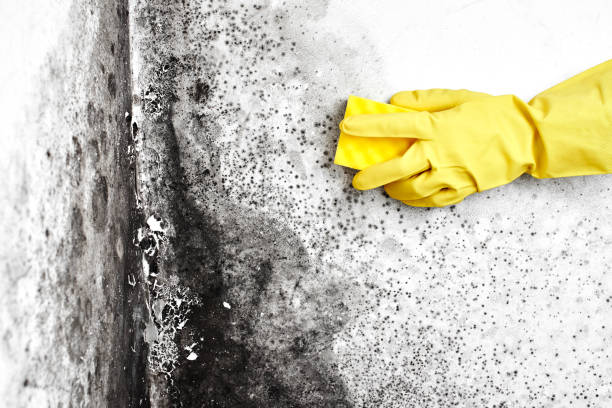 Best Mold Removal Near Me  in Crouch Mesa, NM