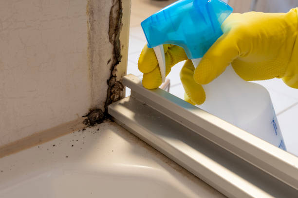 Certified Mold Removal in Crouch Mesa, NM