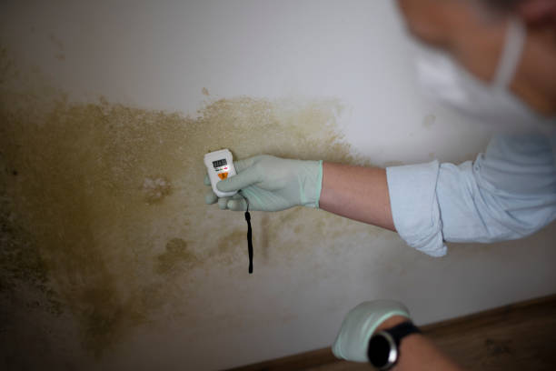 Professional Mold Removal in Crouch Mesa, NM