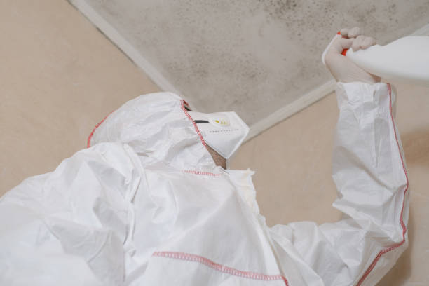 Best Local Mold Removal Service  in Crouch Mesa, NM