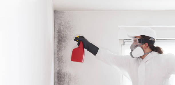 Best Certified Mold Removal  in Crouch Mesa, NM