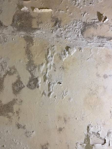 Best Professional Mold Removal  in Crouch Mesa, NM