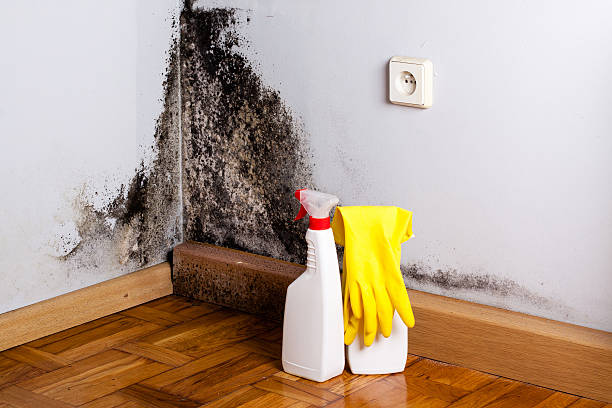 Best Certified Mold Removal  in Crouch Mesa, NM